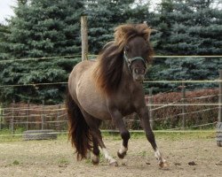 broodmare Finija von Buchberg (Shetland Pony, 2011, from Little Joe v.Buchberg)