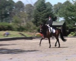 dressage horse Rubin Sylvestre (Rhinelander, 2006, from Rubin Cortes OLD)