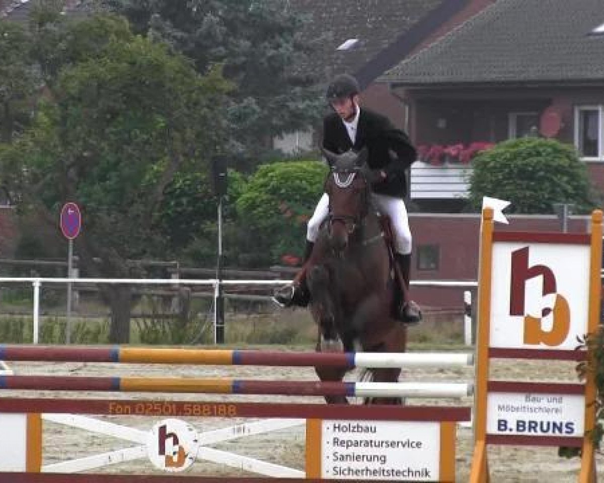 jumper Bistoukette D'Herock (Belgian Warmblood,  )