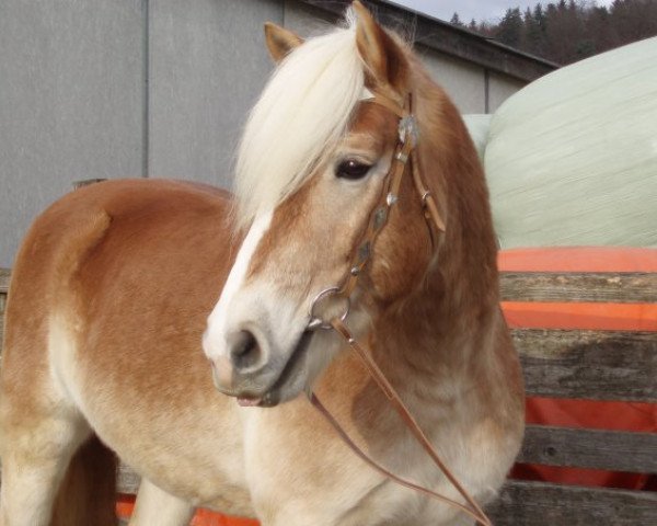 Springpferd Nilano (Haflinger, 1999, von Navaro)