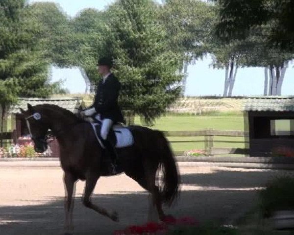 dressage horse Reiner Luxus M (Westphalian, 2000, from Rheingau)