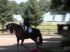 dressage horse Reiner Luxus M (Westphalian, 2000, from Rheingau)