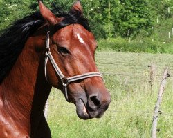 horse Gina (Knabstrupper, 1999, from Django von der Happy Horse Ranch)