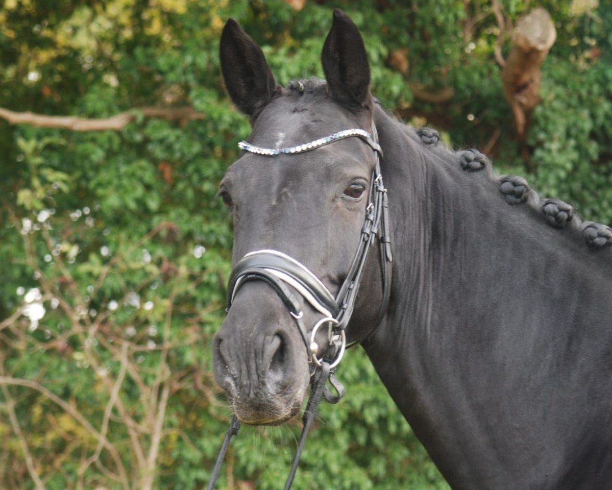 dressage horse A tout à l'heure FH (Oldenburg, 2014, from Abegglen Fh Nrw)