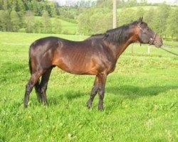 stallion Varadero xx (Thoroughbred, 1989, from Lorencio xx)