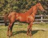 stallion Lorencio xx (Thoroughbred, 1978, from Lorenzaccio xx)