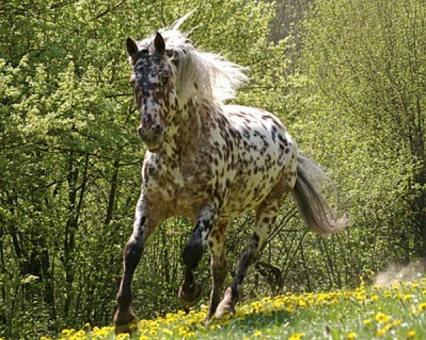 Springpferd Askan von der Happy Horse Ranch (Knabstrupper, 2001, von Django von der Happy Horse Ranch)