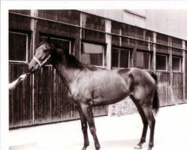 broodmare Verca xx (Thoroughbred, 1984, from Lincoln xx)