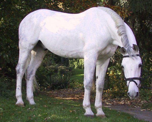 horse Deinhardt 8 (Westphalian, 1992, from Democraat)