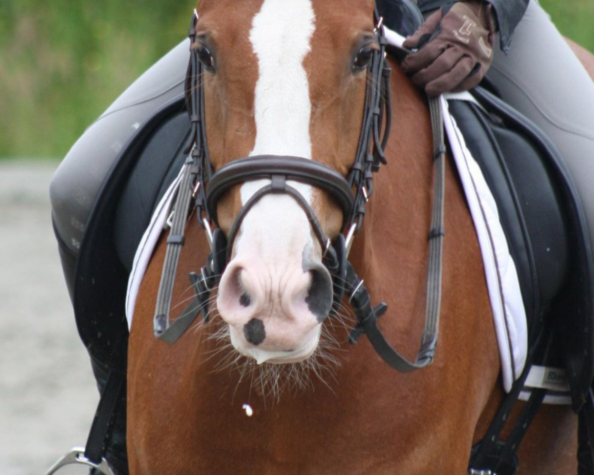 dressage horse Violetta H (German Riding Pony, 2007, from Kronprinz 94)