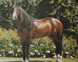 Deckhengst Guadiana (Lusitano, 1988, von Universo)