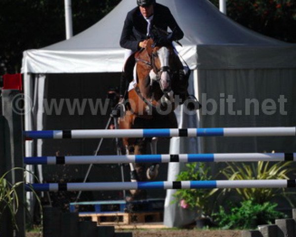 stallion Baltik Sitte (Belgium Sporthorse, 2007, from Ogano Sitte)