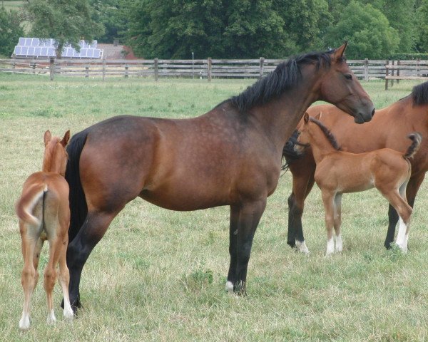 Zuchtstute Emiliy (Westfale, 2005, von Ehrentanz I)