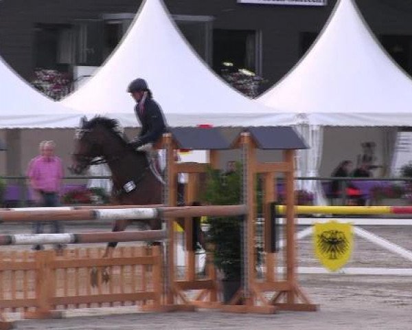 dressage horse Caruso 417 (Westphalian, 2004, from Collin L)