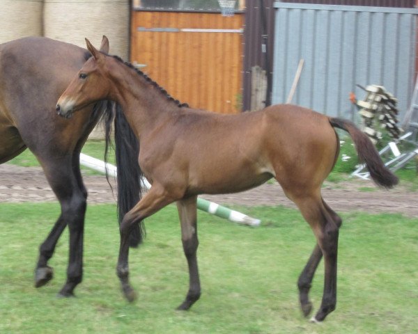 dressage horse Scolina (Hanoverian, 2011, from Scolari)