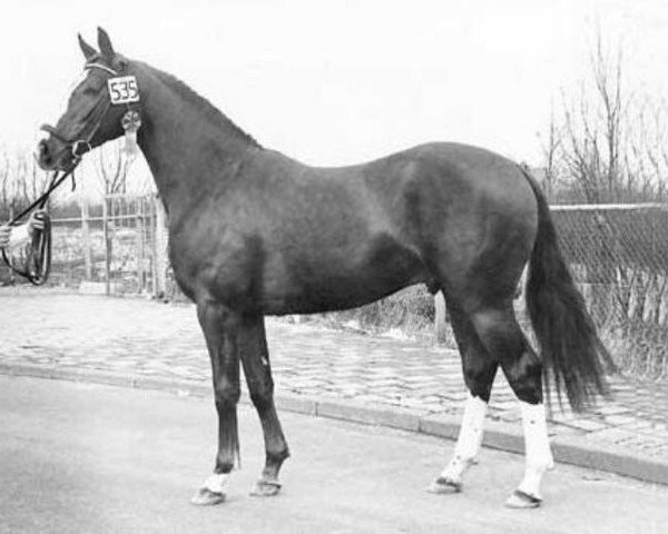 Pferd Purioso (Oldenburger, 1974, von Furioso II)