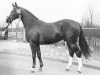 horse Purioso (Oldenburg, 1974, from Furioso II)