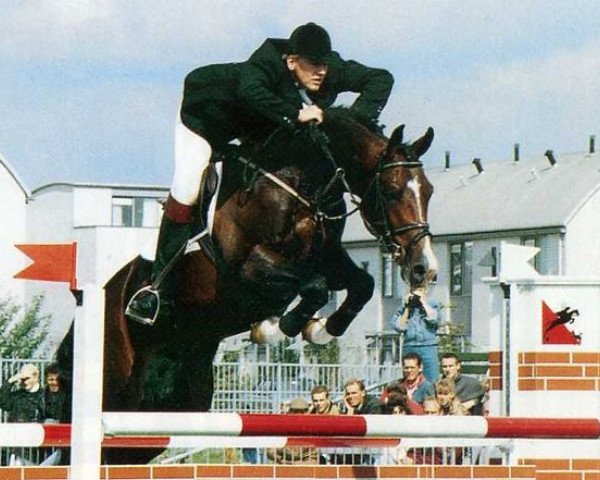 stallion Faldo (Dutch Warmblood, 1987, from Purioso)