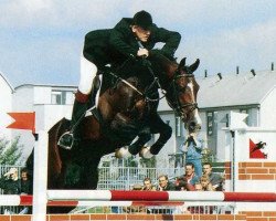 Deckhengst Faldo (KWPN (Niederländisches Warmblut), 1987, von Purioso)