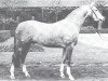 stallion Rokoko (Westphalian, 1975, from Romadour II)