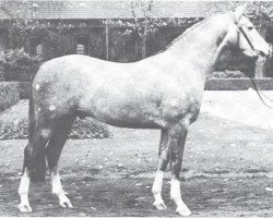 stallion Rokoko (Westphalian, 1975, from Romadour II)