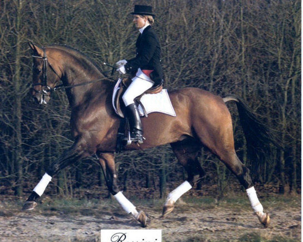 Deckhengst Rossini (Westfale, 1979, von Rokoko)
