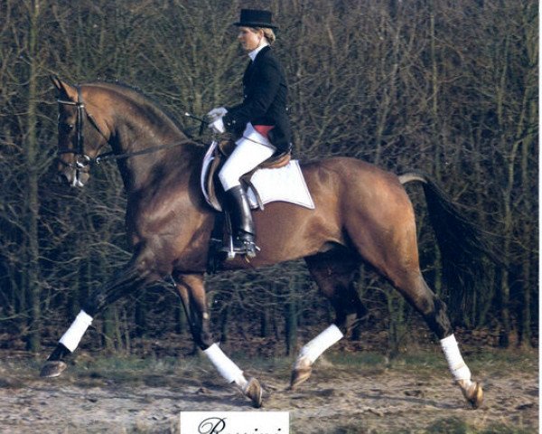 horse Rossini (Westphalian, 1979, from Rokoko)