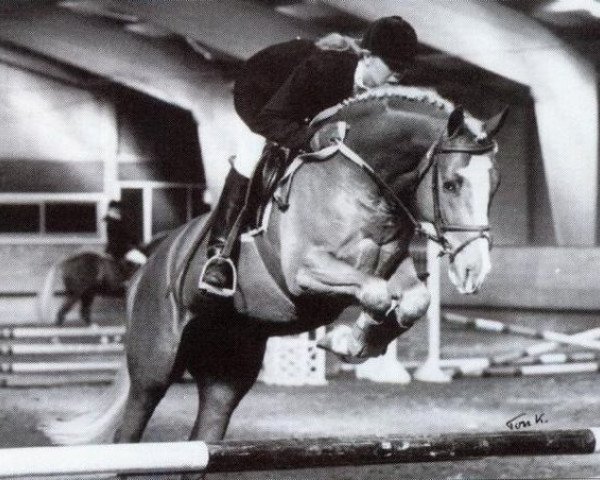 stallion Coelenhage's Let's Be The Best (Nederlands Welsh Ridepony, 1990, from Brakenhoeve's Emiel)