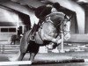 Pferd Coelenhage's Let's Be The Best (Nederlands Welsh Ridepony, 1990, von Brakenhoeve's Emiel)