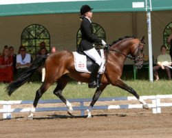 stallion Coelenhage's Purioso (Nederlands Welsh Ridepony, 1995, from Coelenhage's Let's Be The Best)