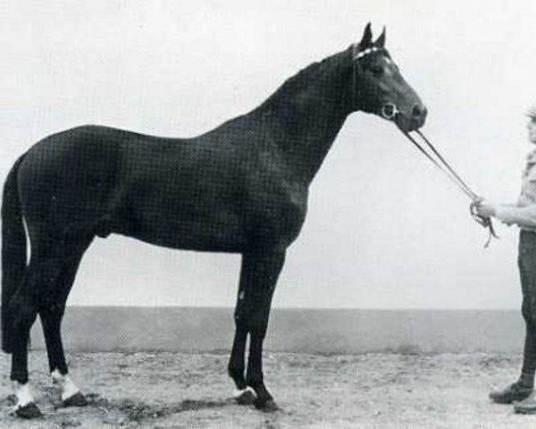Pferd Rasputin (Holsteiner, 1973, von Ramiro Z)