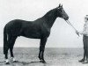 horse Rasputin (Holsteiner, 1973, from Ramiro Z)