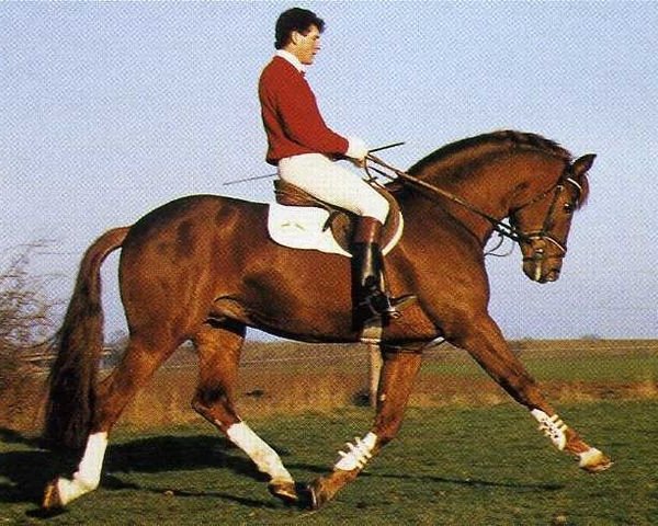 stallion Im Frühling (Westphalian, 1978, from Inschallah AA)
