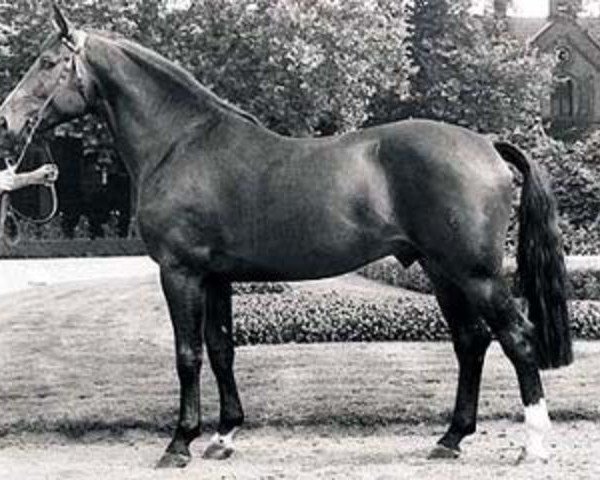 stallion Grossadmiral (Westphalian, 1979, from Goldlack I)