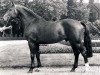 stallion Grossadmiral (Westphalian, 1979, from Goldlack I)