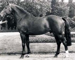 Deckhengst Grossadmiral (Westfale, 1979, von Goldlack I)