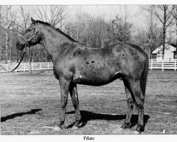 stallion Pilate xx (Thoroughbred, 1928, from Friar's Rock xx)