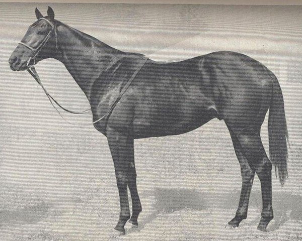 stallion Jaipur xx (Thoroughbred, 1959, from Nasrullah xx)