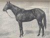 stallion Jaipur xx (Thoroughbred, 1959, from Nasrullah xx)