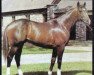 stallion Yallah Native xx (Thoroughbred, 1973, from Northern Dancer xx)