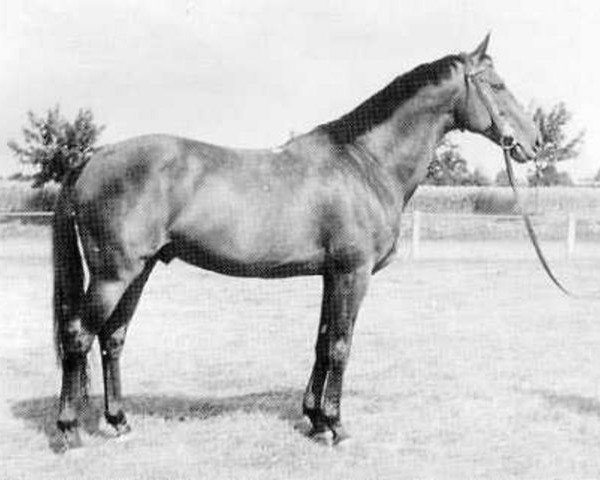 stallion Frivol xx (Thoroughbred, 1946, from Patrizier xx)