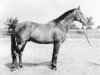 horse Frivol xx (Thoroughbred, 1946, from Patrizier xx)