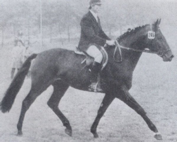 stallion Fra Diavolo (Holsteiner, 1969, from Frivol xx)