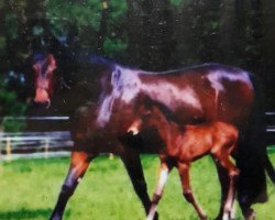 broodmare Elfenblume (Oldenburg, 1996, from Rohdiamant)