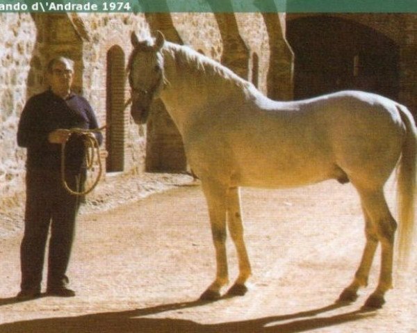 stallion Martini (Lusitano, 1963, from Principe VIII)