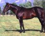 stallion Military Plume xx (Thoroughbred, 1983, from Sir Tristram xx)