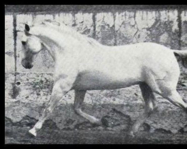 stallion Saltador (Pura Raza Espanola (PRE), 1933, from Cartujano)