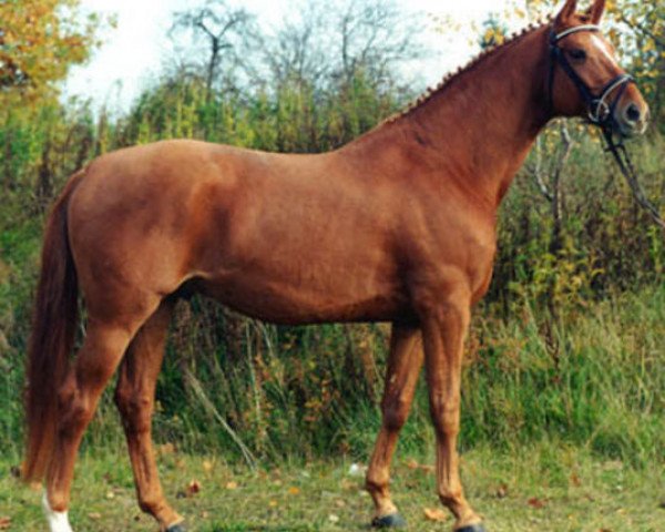 stallion Heling (Trakehner, 1989, from Bukephalos)