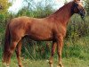 stallion Heling (Trakehner, 1989, from Bukephalos)