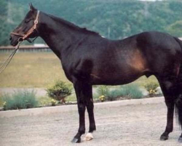stallion Tesco Boy xx (Thoroughbred, 1963, from Princely Gift xx)